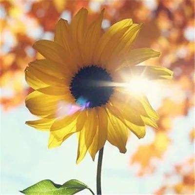 六界仙皇游戏(暂未上线)v7.7.0 安卓官方版